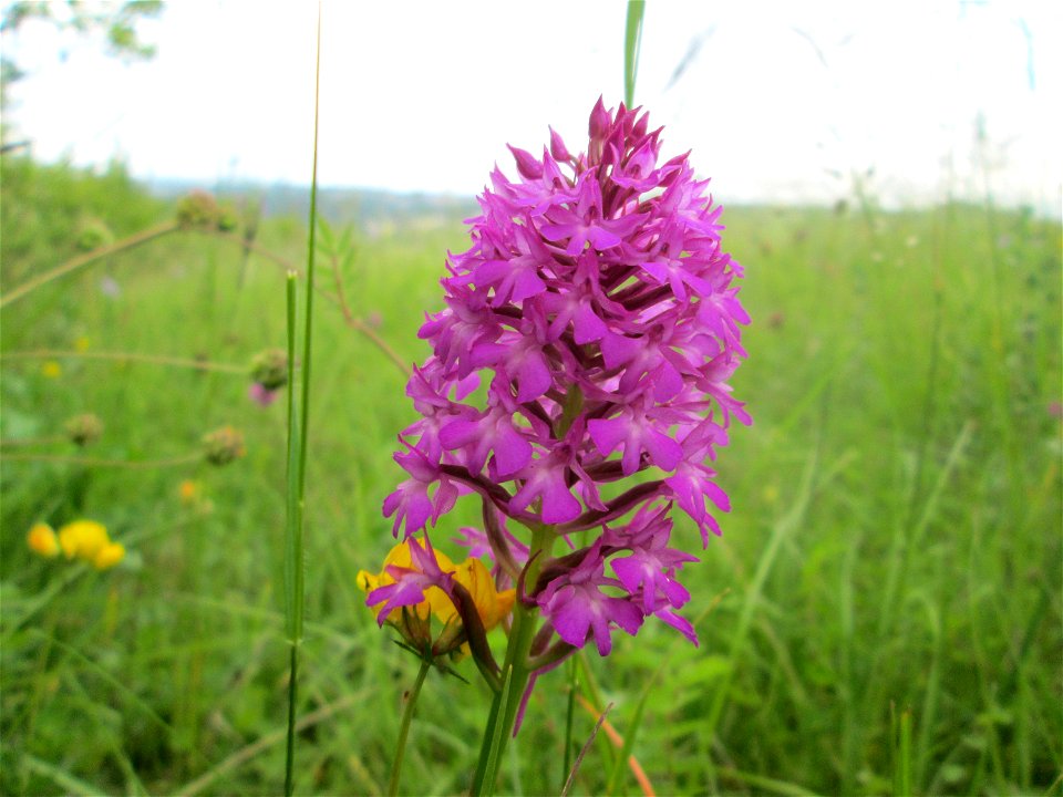 Pyramiden-Hundswurz (Anacamptis pyramidalis) im Naturschutzgebiet „Birzberg, Honigsack/Kappelberghang“