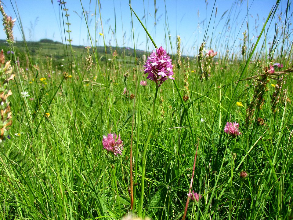 Pyramiden-Hundswurz (Anacamptis pyramidalis) im Naturschutzgebiet „Birzberg, Honigsack/Kappelberghang“