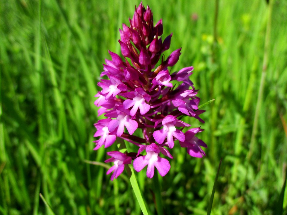 Pyramiden-Hundswurz (Anacamptis pyramidalis) oberhalb von Fechingen