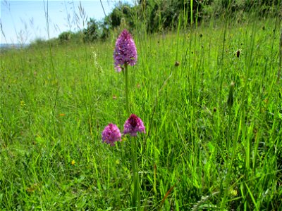 Pyramiden-Hundswurz (Anacamptis pyramidalis) im Naturschutzgebiet „Birzberg, Honigsack/Kappelberghang“