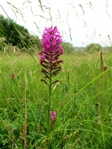 Pyramiden-Hundswurz (Anacamptis pyramidalis) im Naturschutzgebiet Südlicher Bliesgau/Auf der Lohe bei Gersheim