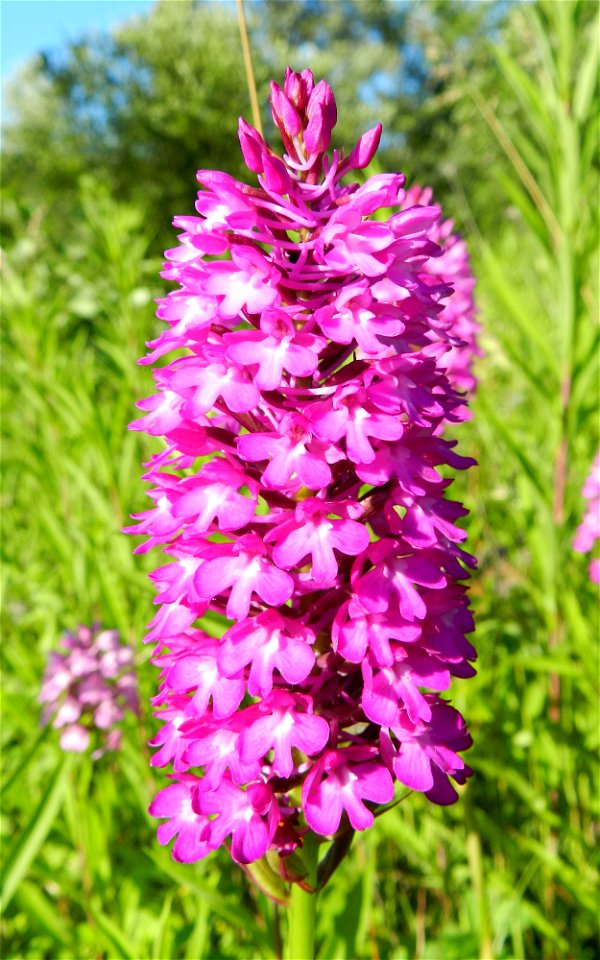 Pyramidal orchid