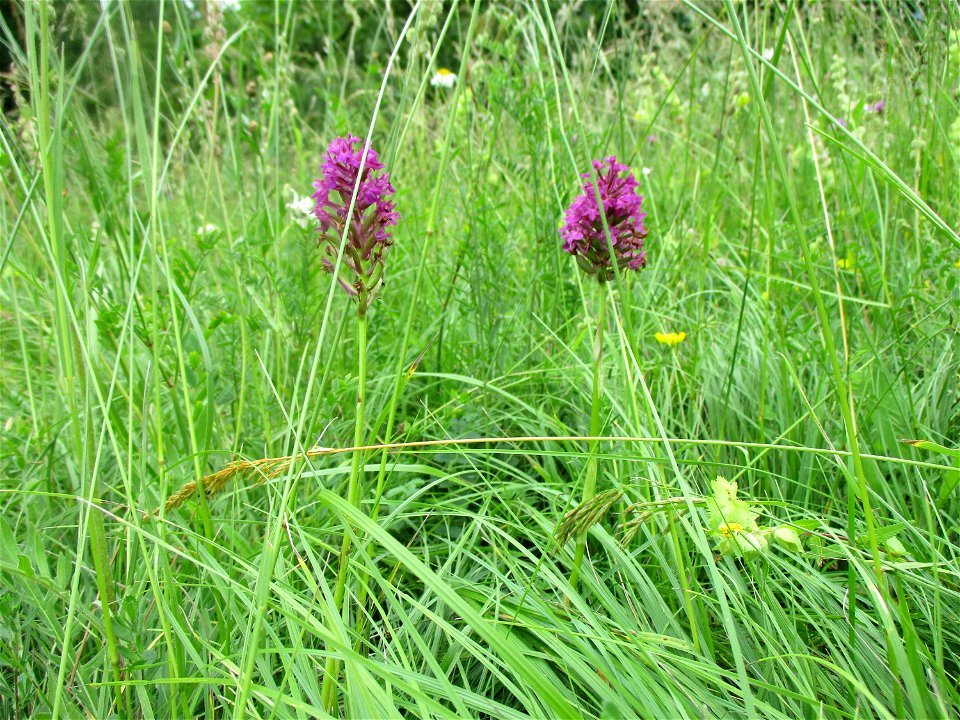 Pyramiden-Hundswurz (Anacamptis pyramidalis) im Naturschutzgebiet Südlicher Bliesgau/Auf der Lohe bei Gersheim