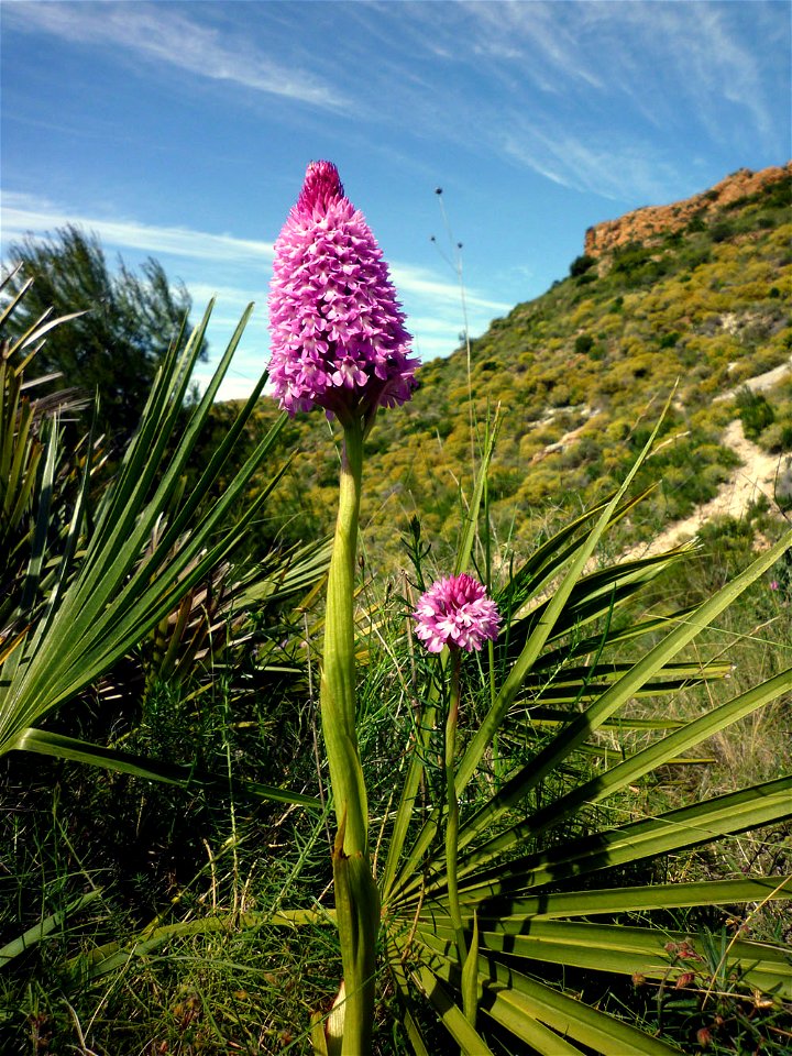 Anacamptis pyramidalis. Orquídea en la Sierra de Cartagena (España).