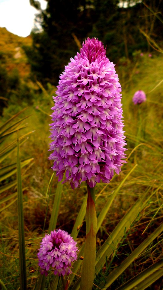 Anacamptis pyramidalis. Orquídea en la Sierra de La Muela, Cartagena (España)
