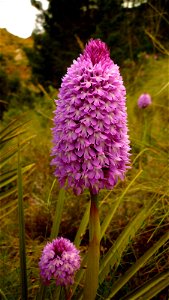 Anacamptis pyramidalis. Orquídea en la Sierra de La Muela, Cartagena (España)