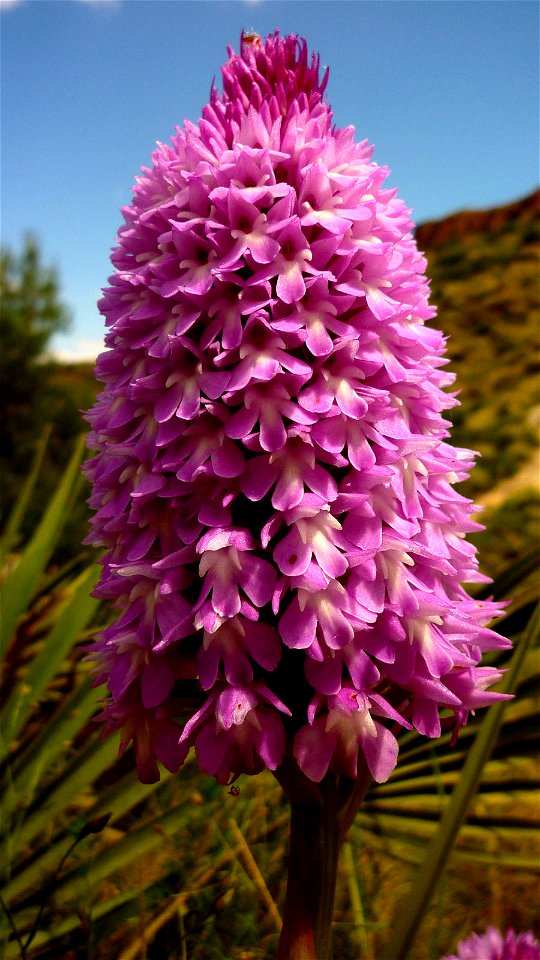 Anacamptis pyramidalis. Orquídea en la Sierra de La Muela, Cartagena (España)