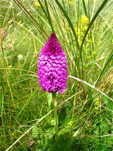 Anacamptis pyramidalis photo