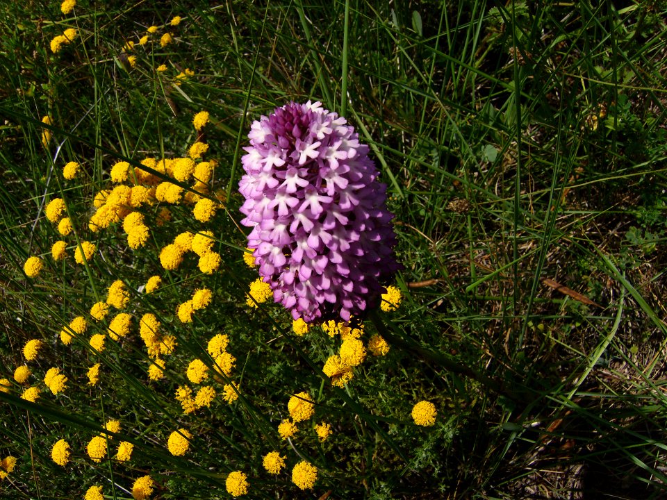 Anacamptis pyramidalis in the wild Santolina chamaecyparus at left Castelltallat Catalonia
