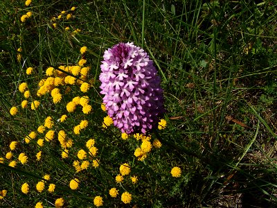 Anacamptis pyramidalis in the wild Santolina chamaecyparus at left Castelltallat Catalonia