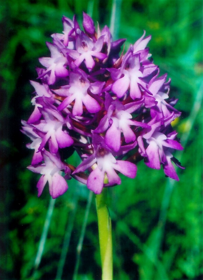 Orchide piramidale