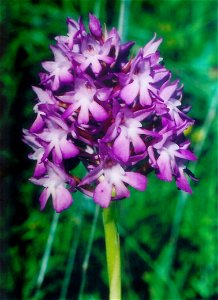 Orchide piramidale