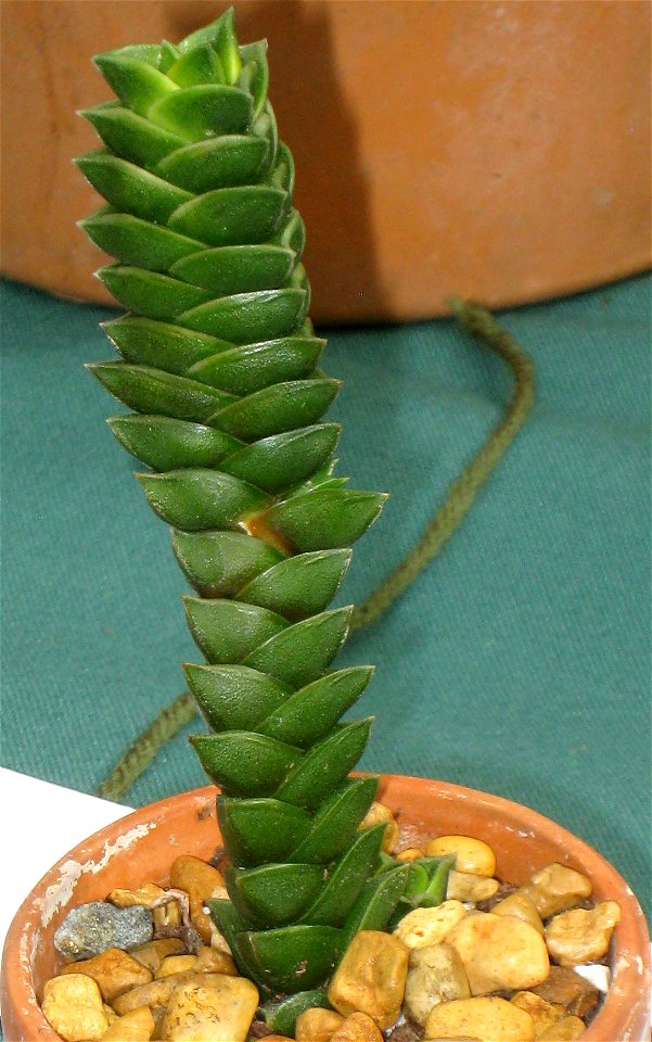 Haworthia viscosa variety or hybrid, mislabelled as Astroloba sp, in Tower Hill Botanic Garden, Boylston, Massachusetts, USA.