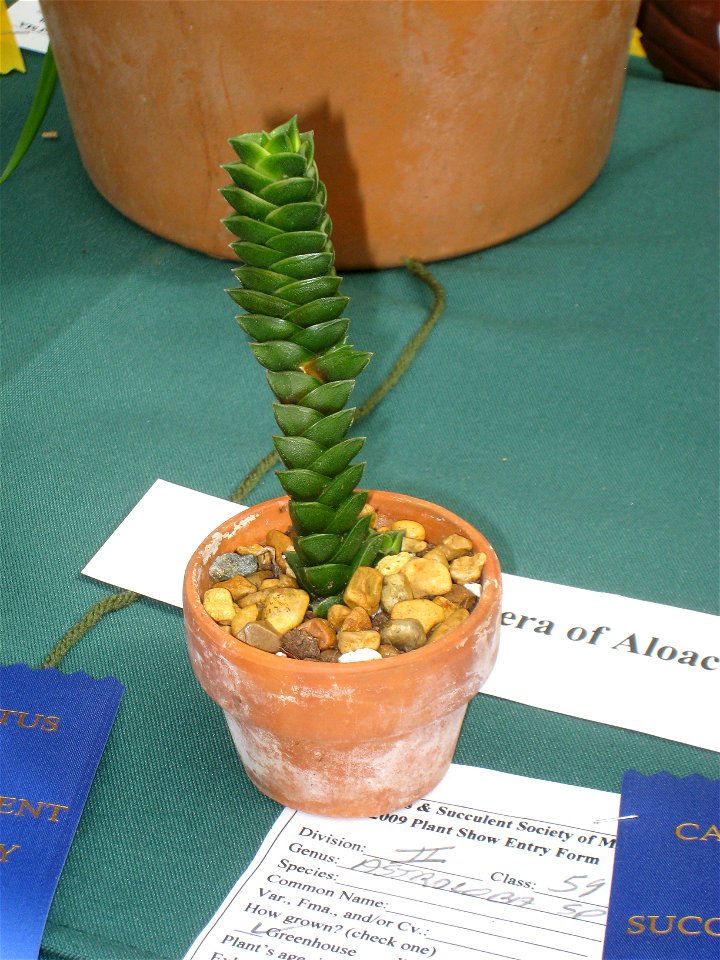 Haworthia viscosa variety or hybrid, mislabelled as Astroloba sp, in Tower Hill Botanic Garden, Boylston, Massachusetts, USA.