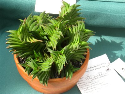 Haworthia viscosa, in the Tower Hill Botanic Garden, Boylston, Massachusetts, USA.
