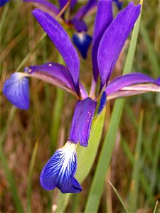 Iris spuria subsp. maritima photo