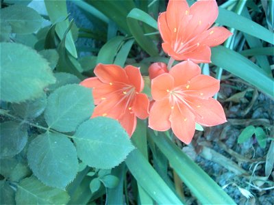 Una imagen de la flor de Clelia