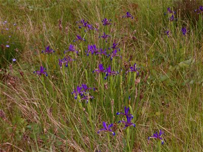 Iris spuria subsp. maritima photo