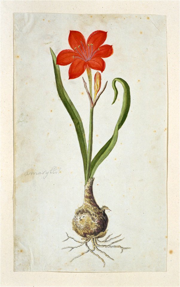 IdentificatieTitel(s): Cyrtanthus elatus (Jacq.) TraubAmaryllis (titel op object)Objecttype: tekening albumblad Objectnummer: RP-T-1914-18-50Opschriften / Merken: annotatie, links, net onder het midde