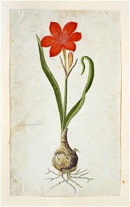 IdentificatieTitel(s): Cyrtanthus elatus (Jacq.) TraubAmaryllis (titel op object)Objecttype: tekening albumblad Objectnummer: RP-T-1914-18-50Opschriften / Merken: annotatie, links, net onder het midde