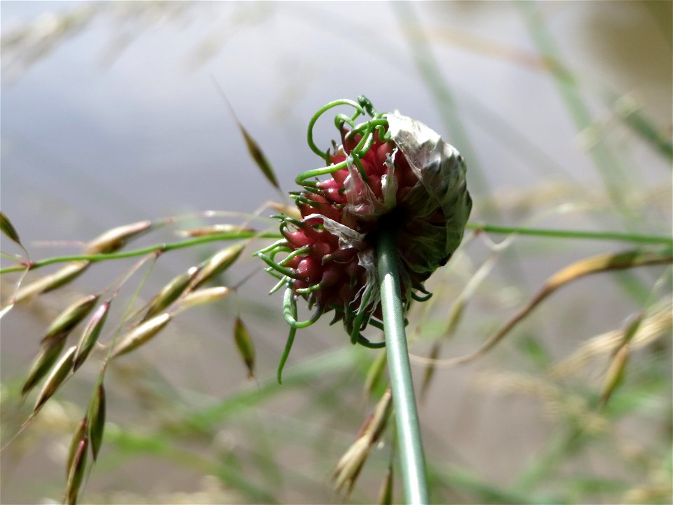 Schlangen-Lauch (Allium scorodoprasum) an der Saar in Saarbrücken