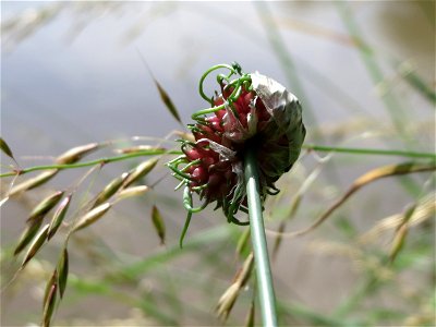 Schlangen-Lauch (Allium scorodoprasum) an der Saar in Saarbrücken