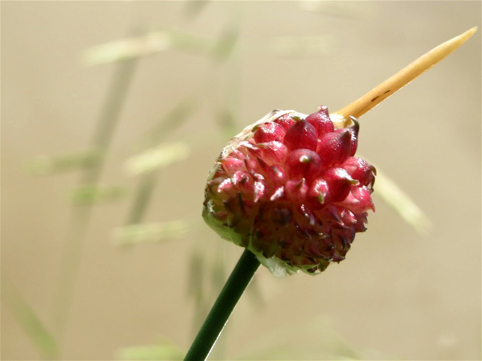 Lauch (Allium sp.) an der Saar in Saarbrücken