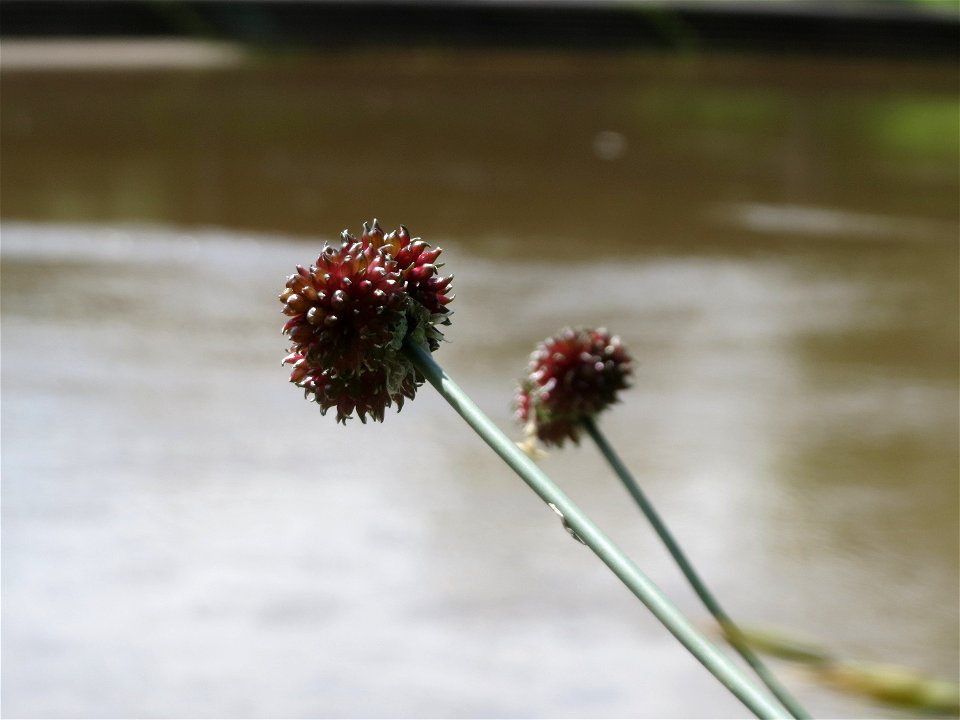 Lauch (Allium sp.) an der Saar in Saarbrücken