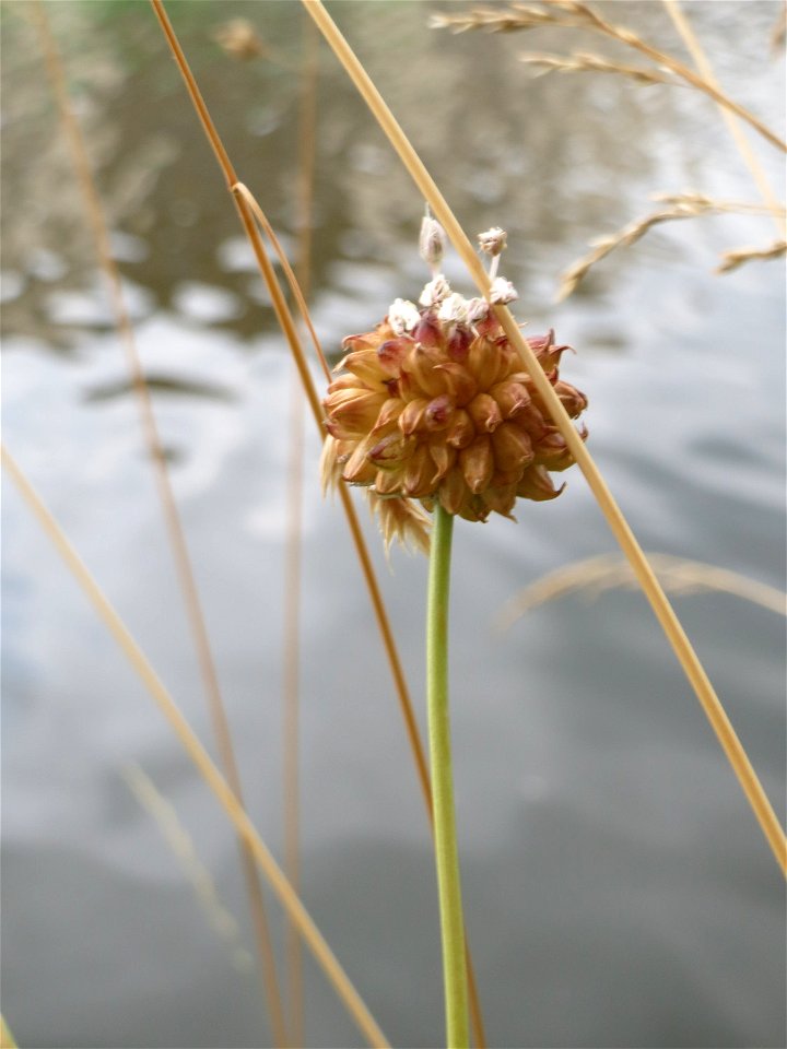 Schlangen-Lauch (Allium scorodoprasum) an der Saar in Saarbrücken