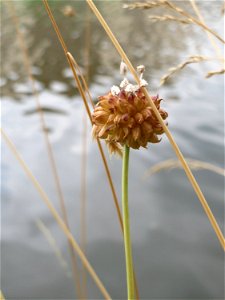 Schlangen-Lauch (Allium scorodoprasum) an der Saar in Saarbrücken