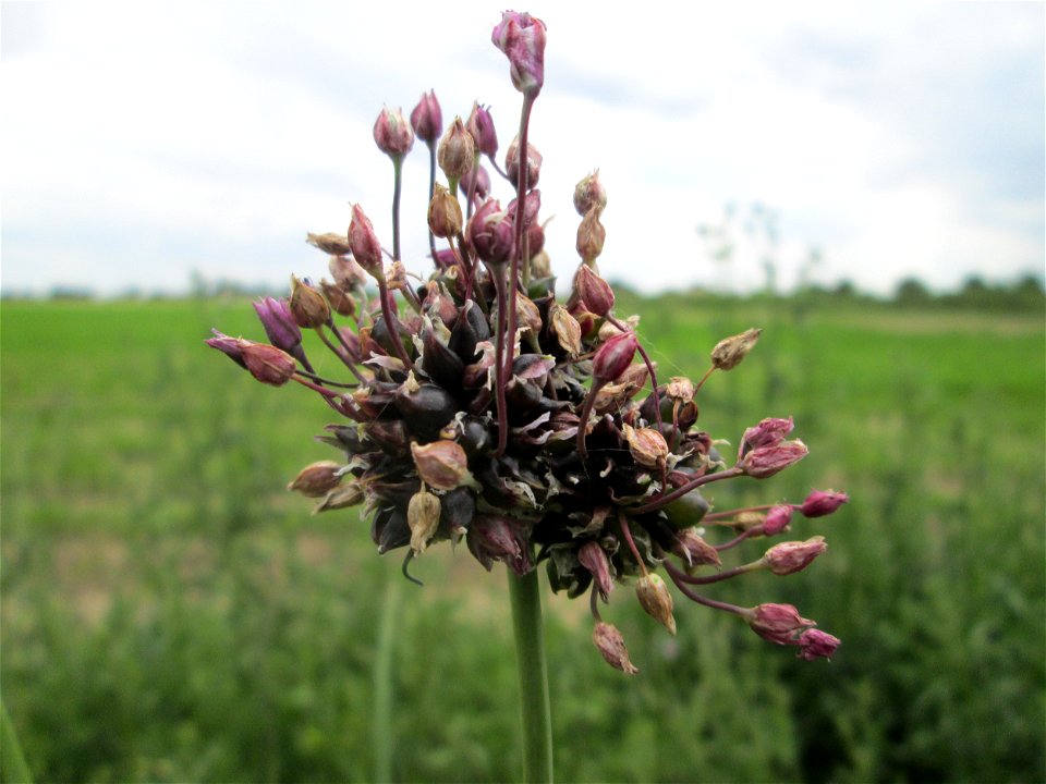 Schlangen-Lauch (Allium scorodoprasum) im Landschaftsschutzgebiet „Hockenheimer Rheinbogen“