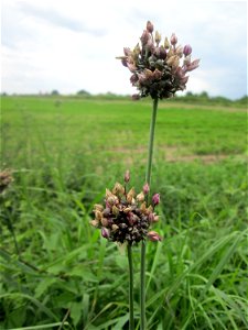 Schlangen-Lauch (Allium scorodoprasum) im Landschaftsschutzgebiet „Hockenheimer Rheinbogen“