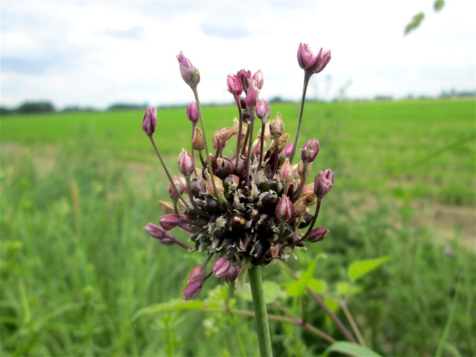 Schlangen-Lauch (Allium scorodoprasum) im Landschaftsschutzgebiet „Hockenheimer Rheinbogen“