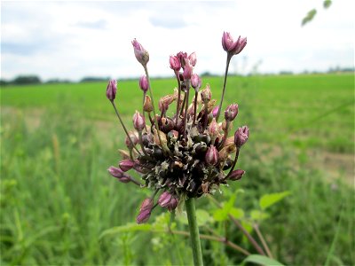 Schlangen-Lauch (Allium scorodoprasum) im Landschaftsschutzgebiet „Hockenheimer Rheinbogen“
