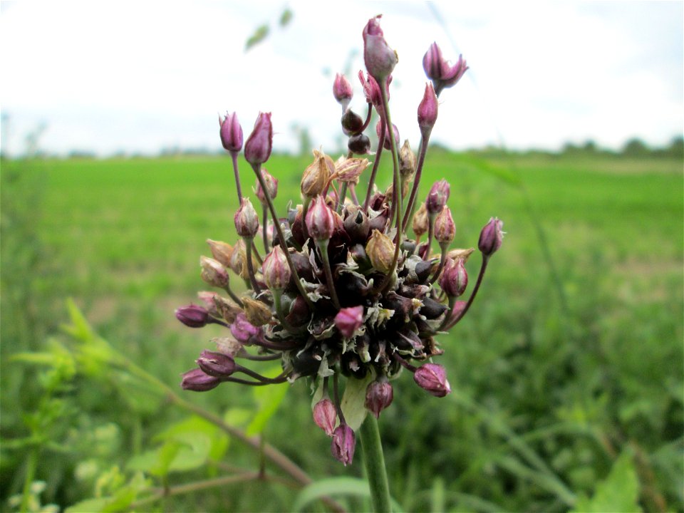 Schlangen-Lauch (Allium scorodoprasum) im Landschaftsschutzgebiet „Hockenheimer Rheinbogen“