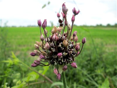 Schlangen-Lauch (Allium scorodoprasum) im Landschaftsschutzgebiet „Hockenheimer Rheinbogen“