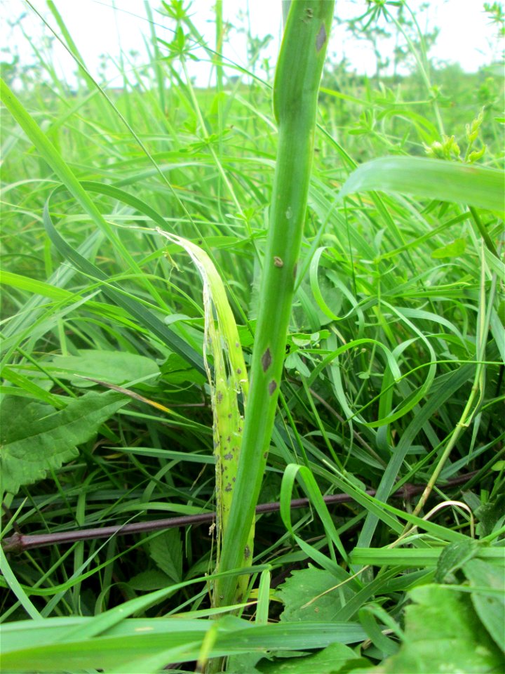 Schlangen-Lauch (Allium scorodoprasum) im Landschaftsschutzgebiet „Hockenheimer Rheinbogen“