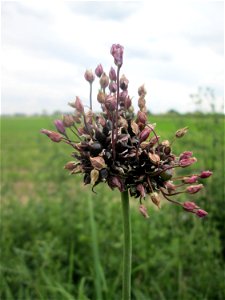 Schlangen-Lauch (Allium scorodoprasum) im Landschaftsschutzgebiet „Hockenheimer Rheinbogen“