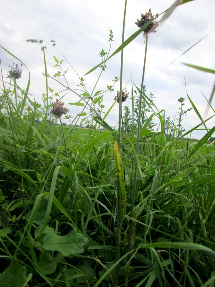 Schlangen-Lauch (Allium scorodoprasum) im Landschaftsschutzgebiet „Hockenheimer Rheinbogen“