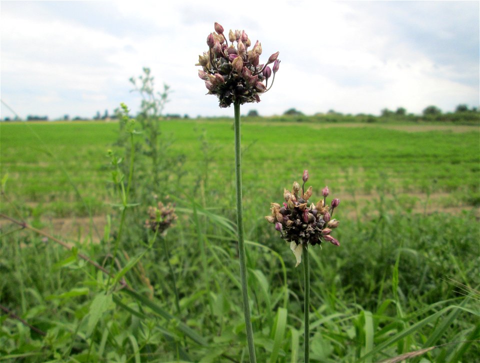 Schlangen-Lauch (Allium scorodoprasum) im Landschaftsschutzgebiet „Hockenheimer Rheinbogen“