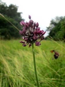Schlangen-Lauch (Allium scorodoprasum) im Naturschutzgebiet „Ketscher Rheininsel“
