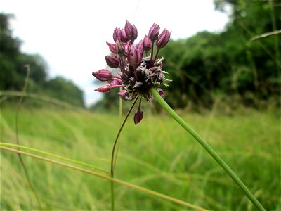 Schlangen-Lauch (Allium scorodoprasum) im Naturschutzgebiet „Ketscher Rheininsel“