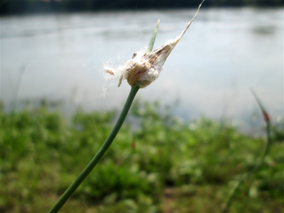 Durch Pappelwolle verfremdeter Schlangen-Lauch (Allium scorodoprasum) auf Steinplatten am Rheinufer im Naturschutzgebiet „Rheinwald Altlußheim“