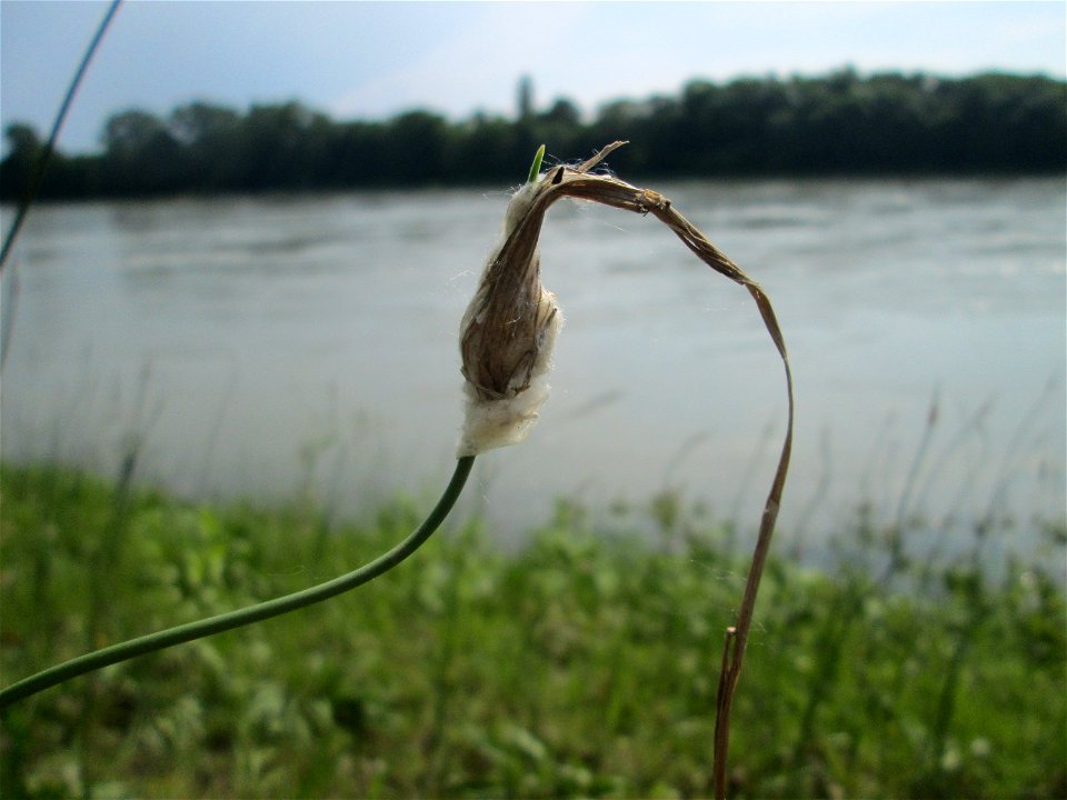 Durch Pappelwolle verfremdeter Schlangen-Lauch (Allium scorodoprasum) auf Steinplatten am Rheinufer im Naturschutzgebiet „Rheinwald Altlußheim“