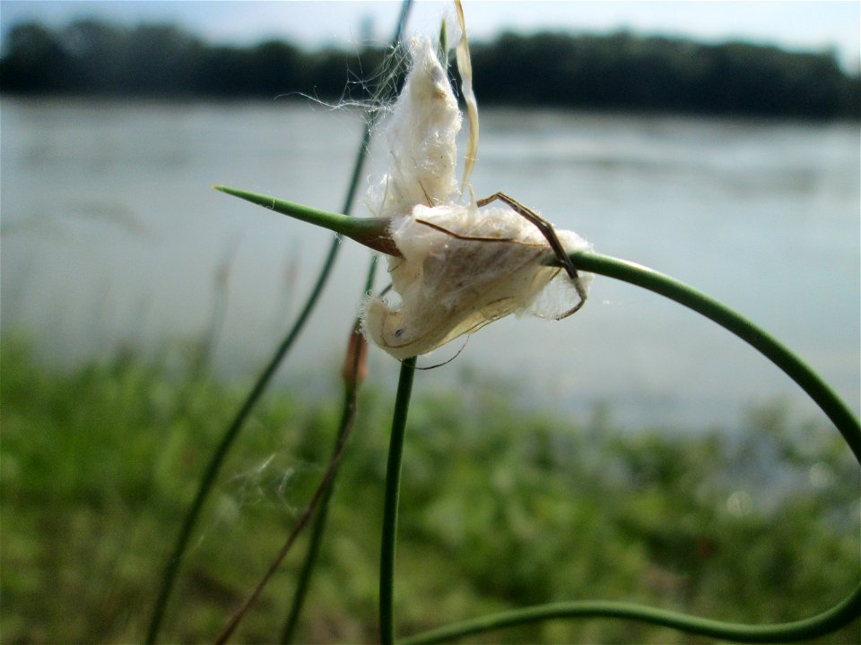Durch Pappelwolle verfremdeter Schlangen-Lauch (Allium scorodoprasum) auf Steinplatten am Rheinufer im Naturschutzgebiet „Rheinwald Altlußheim“