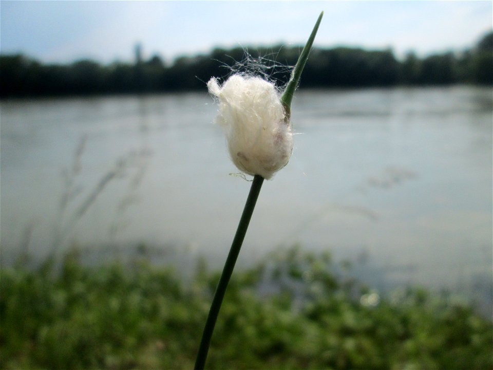 Durch Pappelwolle verfremdeter Schlangen-Lauch (Allium scorodoprasum) auf Steinplatten am Rheinufer im Naturschutzgebiet „Rheinwald Altlußheim“