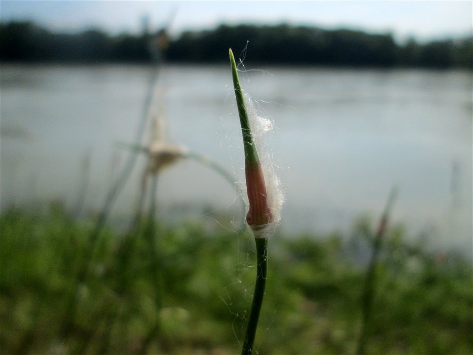Durch Pappelwolle verfremdeter Schlangen-Lauch (Allium scorodoprasum) auf Steinplatten am Rheinufer im Naturschutzgebiet „Rheinwald Altlußheim“