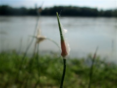 Durch Pappelwolle verfremdeter Schlangen-Lauch (Allium scorodoprasum) auf Steinplatten am Rheinufer im Naturschutzgebiet „Rheinwald Altlußheim“