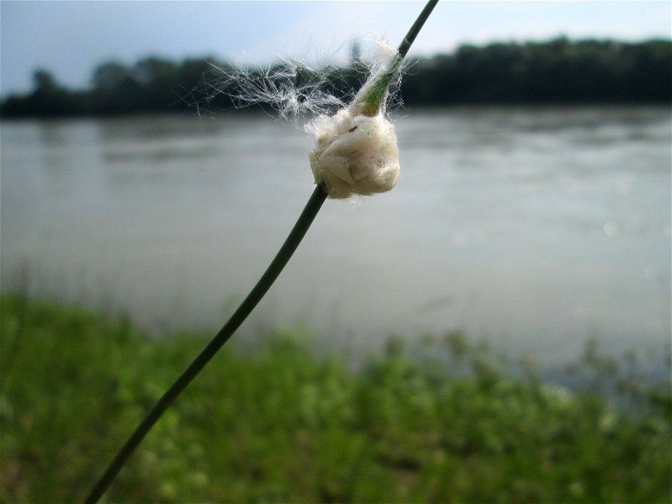 Durch Pappelwolle verfremdeter Schlangen-Lauch (Allium scorodoprasum) auf Steinplatten am Rheinufer im Naturschutzgebiet „Rheinwald Altlußheim“