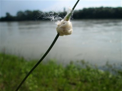Durch Pappelwolle verfremdeter Schlangen-Lauch (Allium scorodoprasum) auf Steinplatten am Rheinufer im Naturschutzgebiet „Rheinwald Altlußheim“